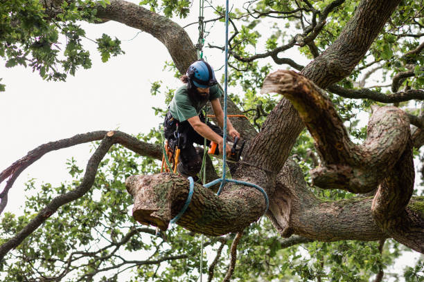 Tree Services